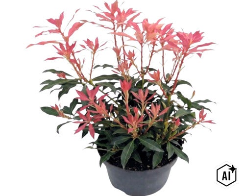 Pieris japonica cu lăstari roșiatici în ghiveci de plastic negru. (Image AI modified or generated)