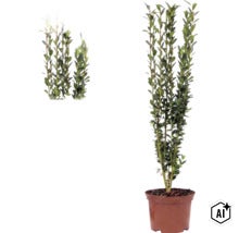Ilex crenata Fastigiata, laur japonez, arbust cu creștere verticală în ghiveci cu frunze verzi mici. (Image AI modified or generated)
