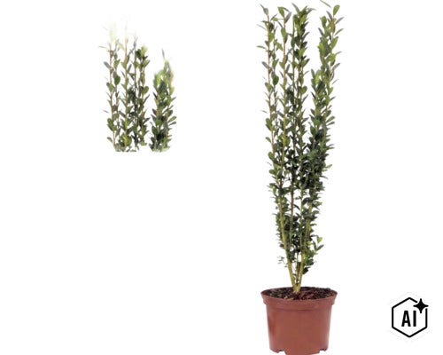 Ilex crenata Fastigiata, laur japonez, arbust cu creștere verticală în ghiveci cu frunze verzi mici. (Image AI modified or generated)