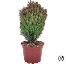 Plantă mereu verde într-un ghiveci din plastic. (Image AI modified or generated)