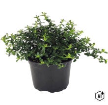 Euonymus fortunei, plantă acoperitoare de sol perenă cu frunze verzi în ghiveci de plastic negru. (Image AI modified or generated)
