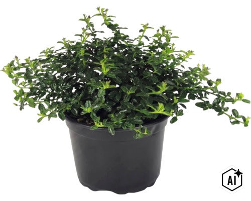 Euonymus fortunei, plantă acoperitoare de sol perenă cu frunze verzi în ghiveci de plastic negru. (Image AI modified or generated)