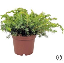 Ienupăr târâtor într-un ghiveci de plastic maro, plantă de grădină rezistentă la îngheț. (Image AI modified or generated)