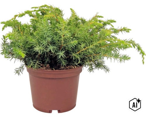 Ienupăr târâtor într-un ghiveci de plastic maro, plantă de grădină rezistentă la îngheț. (Image AI modified or generated)