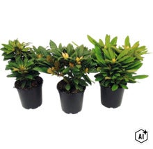 Trei plante de rododendron cu muguri în ghivece de plastic negre. (Image AI modified or generated)