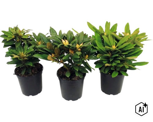 Trei plante de rododendron cu muguri în ghivece de plastic negre. (Image AI modified or generated)