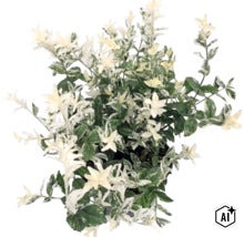 Salbă moale Euonymus fortunei cu frunze variegate în verde și alb. (Image AI modified or generated)