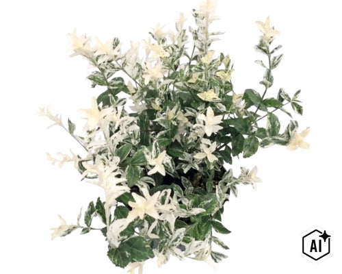 Salbă moale Euonymus fortunei cu frunze variegate în verde și alb. (Image AI modified or generated)