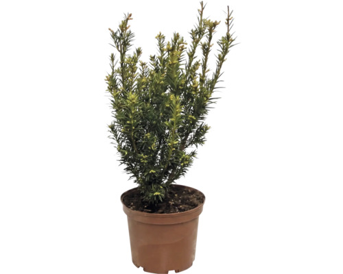 Tisa Columnara FloraSelf Taxus baccata 'Westerstede' H 30-40 cm Co 3 L buc