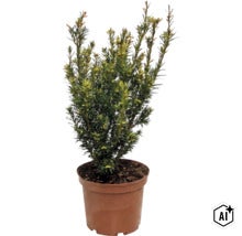 Tisa (Taxus baccata) în ghiveci de plastic, arbust veșnic verde cu ace dese pentru grădină sau terasă. (Image AI modified or generated)