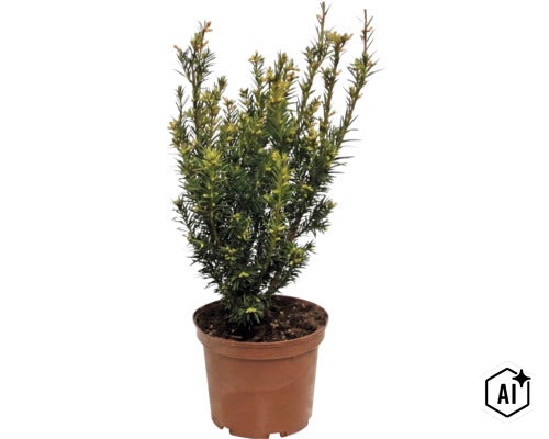 Tisa (Taxus baccata) în ghiveci de plastic, arbust veșnic verde cu ace dese pentru grădină sau terasă. (Image AI modified or generated)