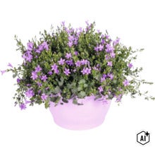 Campanula înflorită într-un ghiveci rotund. (Image AI modified or generated)