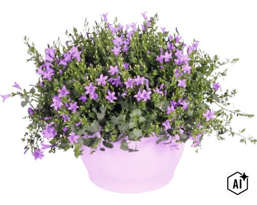Campanula înflorită într-un ghiveci rotund. (Image AI modified or generated)