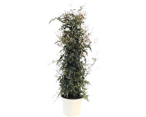 Iasomia FloraSelf Jasminum polyanthus H 50-60 cm ghiveci Ø 17 cm buc
