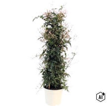 Iasomie de cameră Jasminum polyanthum în ghiveci alb cu mulți boboci de flori (Image AI modified or generated)