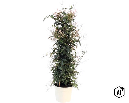 Iasomie de cameră Jasminum polyanthum în ghiveci alb cu mulți boboci de flori (Image AI modified or generated)