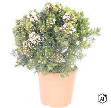 Chamelaucium uncinatum (floare de ceară) în ghiveci, cu frunziș fin acicular și flori albe mici. (Image AI modified or generated)