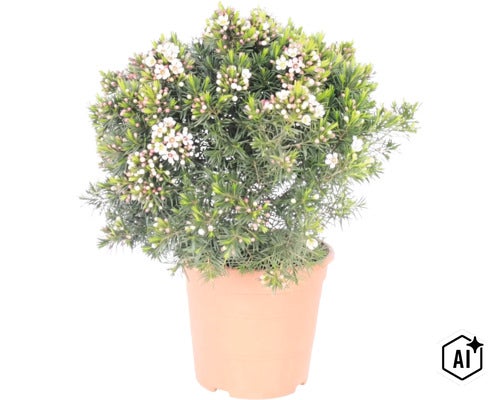 Chamelaucium uncinatum (floare de ceară) în ghiveci, cu frunziș fin acicular și flori albe mici. (Image AI modified or generated)
