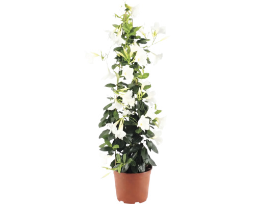 Iasomia braziliană FloraSelf Dipladenia mandevilla 'Summerstar' H 90 cm ghiveci Ø 21 cm buc