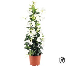 Mandevilla Dipladenia cu flori albe și frunze verzi în ghiveci maro, formă piramidală. (Image AI modified or generated)