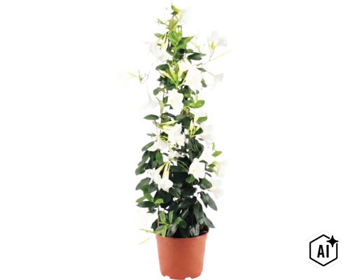 Mandevilla Dipladenia cu flori albe și frunze verzi în ghiveci maro, formă piramidală. (Image AI modified or generated)