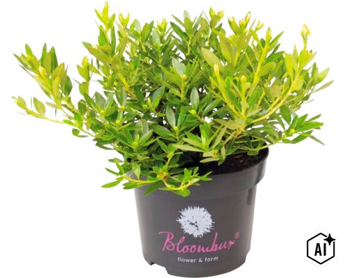 Rhododendron micranthum Bloombux veșnic verde într-un ghiveci negru. (Image AI modified or generated)