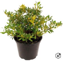 Azalee japoneză în ghiveci de plastic, plantă de grădină. (Image AI modified or generated)