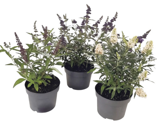 Liliac de vară FloraSelf Buddleja davidii 'Summer Kids' Co 3 L buc