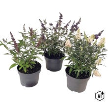 Trei plante liliac de vară Buddleja davidii în ghivece negre cu panicule de flori mov și albe. (Image AI modified or generated)