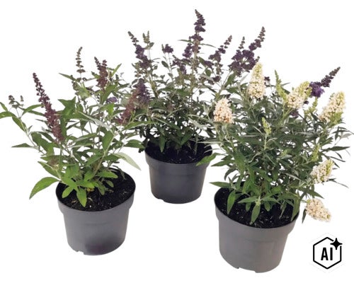 Trei plante liliac de vară Buddleja davidii în ghivece negre cu panicule de flori mov și albe. (Image AI modified or generated)