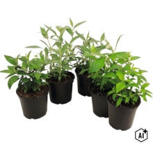Cinci plante tinere cu frunze verzi în ghivece din plastic negru. (Image AI modified or generated)