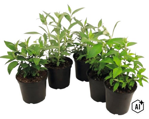 Cinci plante tinere cu frunze verzi în ghivece din plastic negru. (Image AI modified or generated)