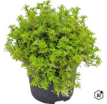 Arbust verde într-un ghiveci din plastic negru, plantă de grădină pentru exterior. (Image AI modified or generated)