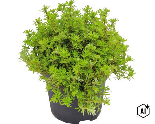 Arbust verde într-un ghiveci din plastic negru, plantă de grădină pentru exterior. (Image AI modified or generated)