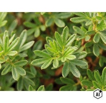 Prim-plan cu frunzele verzi ale unei plante Potentilla. (Image AI modified or generated)