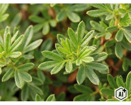 Prim-plan cu frunzele verzi ale unei plante Potentilla. (Image AI modified or generated)