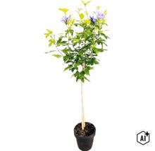 Hibiscus syriacus pe tulpină cu flori mov într-un ghiveci (Image AI modified or generated)