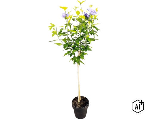 Hibiscus syriacus pe tulpină cu flori mov într-un ghiveci (Image AI modified or generated)