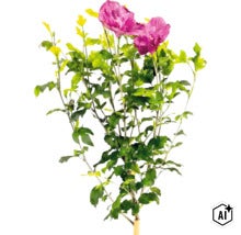 Hibiscus syriacus cu flori roz și frunze verzi. (Image AI modified or generated)