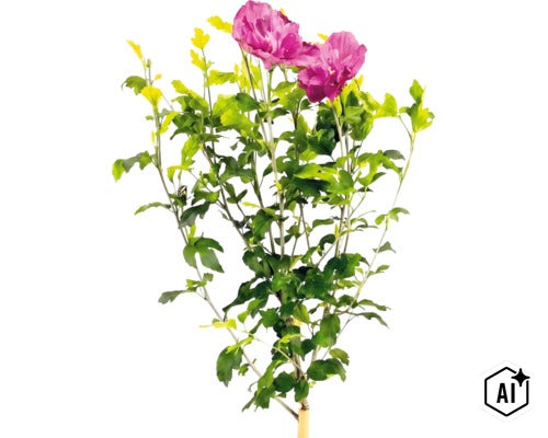Hibiscus syriacus cu flori roz și frunze verzi. Hibiscus syriacus cu flori roz și frunze verzi.