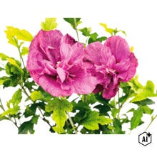Prim-plan cu două flori de hibiscus violet bătute cu frunze verzi. (Image AI modified or generated)