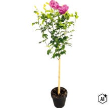 Hibiscus pe trunchi cu flori roz bătute în ghiveci negru cu suport de bambus. (Image AI modified or generated)