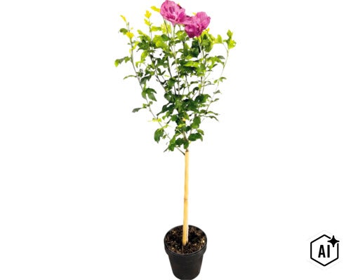 Hibiscus pe trunchi cu flori roz bătute în ghiveci negru cu suport de bambus. (Image AI modified or generated)