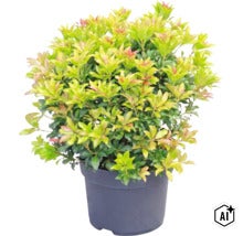 Plantă Pieris japonica în ghiveci închis la culoare cu frunziș dens și vârfuri roșiatice ale noilor frunze. (Image AI modified or generated)