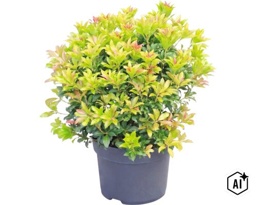 Plantă Pieris japonica în ghiveci închis la culoare cu frunziș dens și vârfuri roșiatice ale noilor frunze. (Image AI modified or generated)