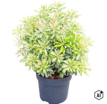 Pieris japonica cu frunze panachate alb-verzi într-un ghiveci de plastic negru. (Image AI modified or generated)