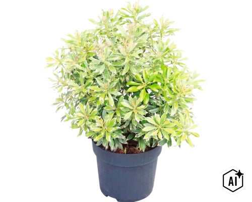 Pieris japonica cu frunze panachate alb-verzi într-un ghiveci de plastic negru. (Image AI modified or generated)