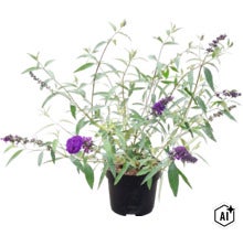 Liliac de vară Buddleja davidii cu flori mov în ghiveci de plastic negru. (Image AI modified or generated)