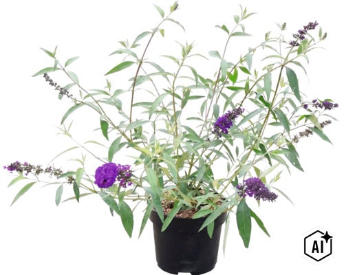 Liliac de vară Buddleja davidii cu flori mov în ghiveci de plastic negru. (Image AI modified or generated)