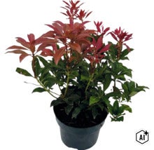 Pieris japonica cu frunze verzi și lăstari roșii într-un ghiveci negru (Image AI modified or generated)